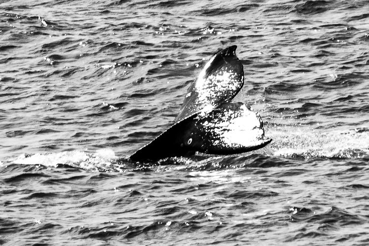 Image of BW Coast - Whale