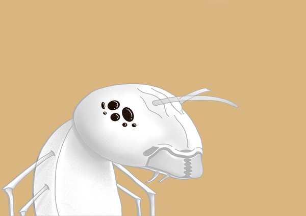 Image of Algo Ant 918