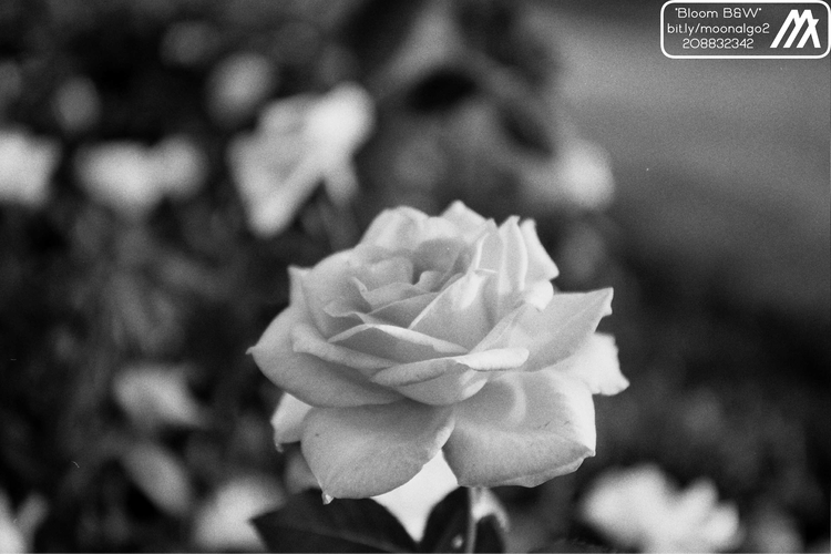 Image of Bloom B&W