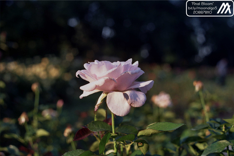 Image of Final Bloom