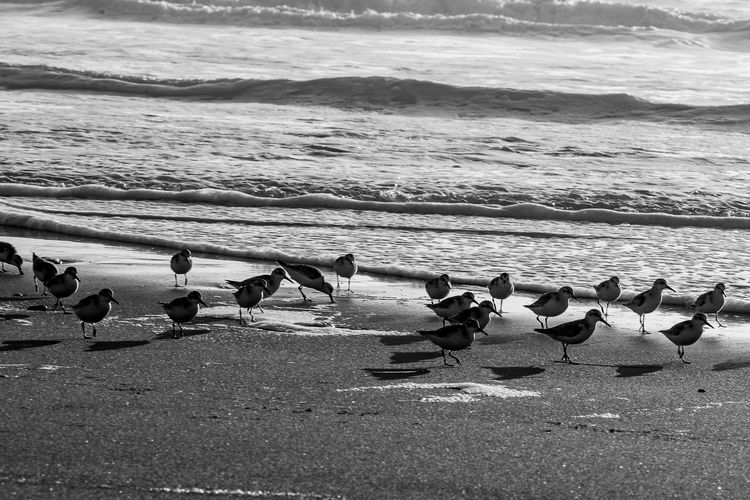 Image of BW Coast - Little Birds