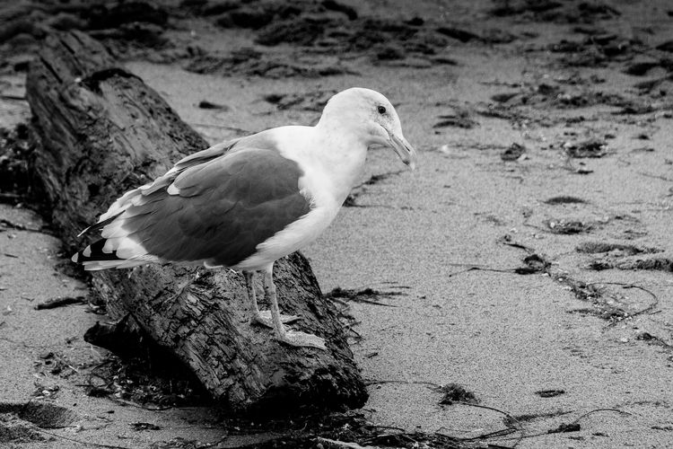 Image of BW Coast - Seagull