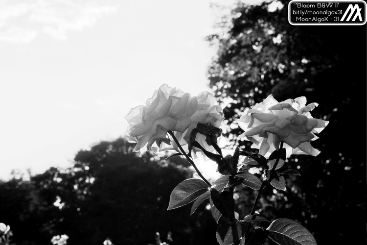 Image of Bloom B&W II