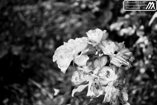 Image of Bouquet B&W