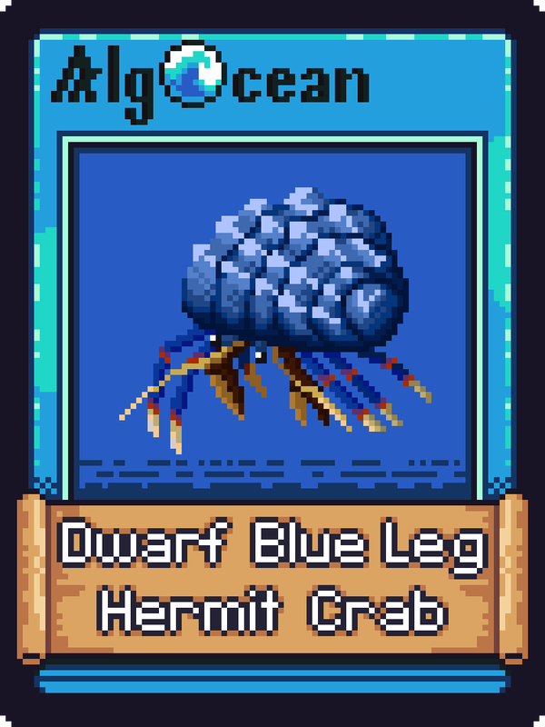 An image of Dwarf Blue Leg Hermit Crab