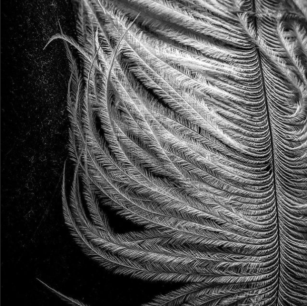 Image of Feather