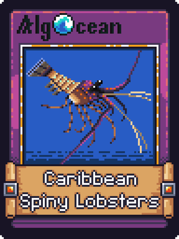 Image of Caribbean Spiny Lobsters