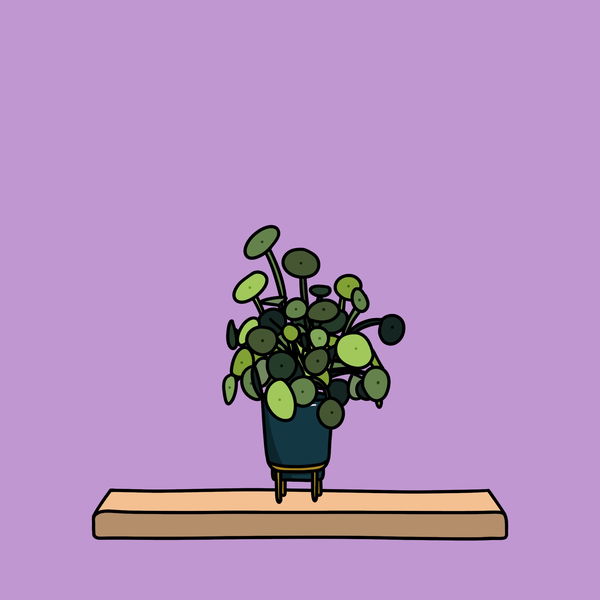 An image of Algo House Plant #0002