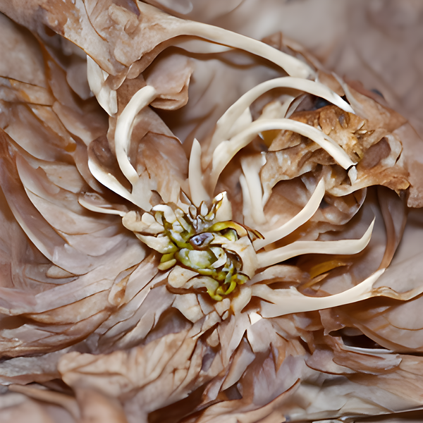 An image of Botanicalgo: the dried