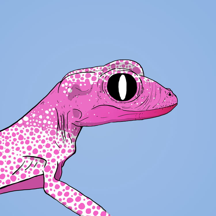 Image of Geko 0024