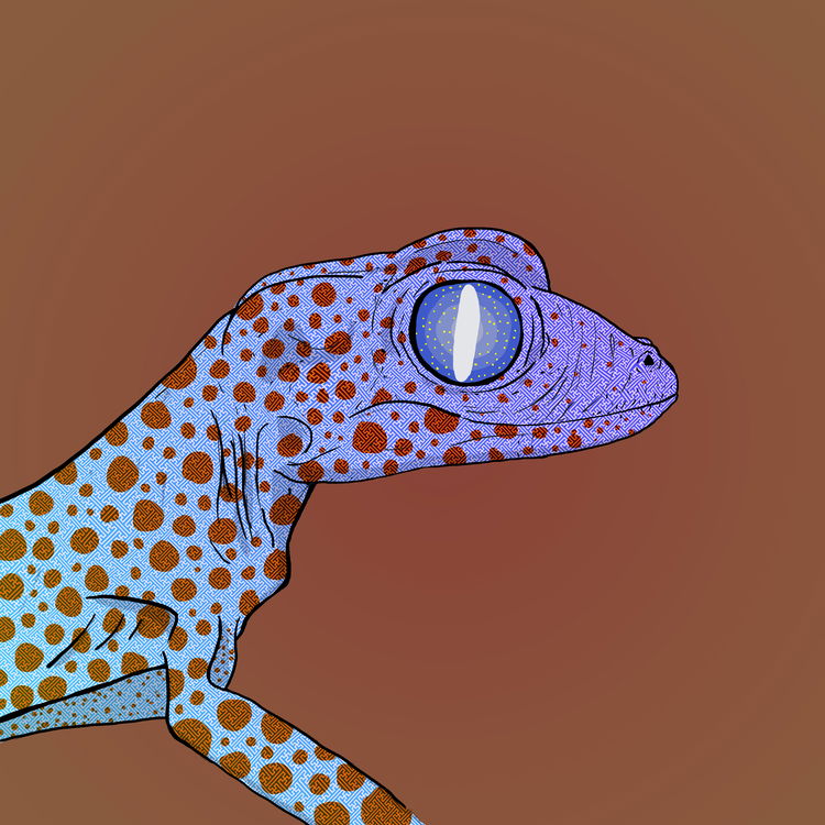 Image of Geko 0031