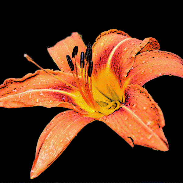 Image of Tiger Lily