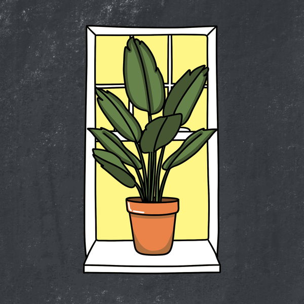 Algo House Plants's avatar