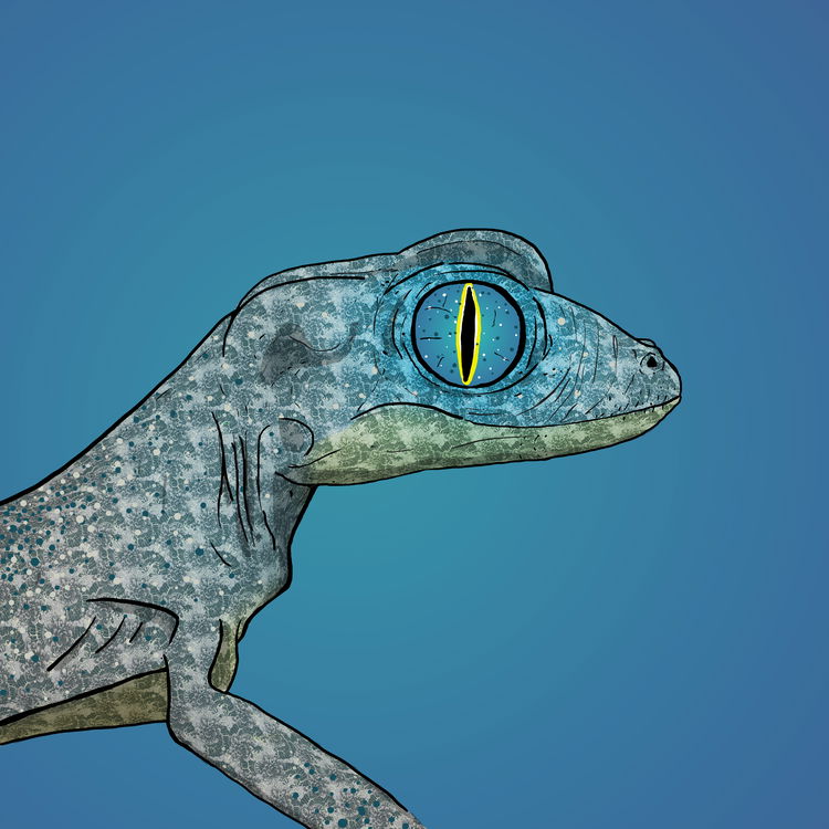 Image of Geko 0044