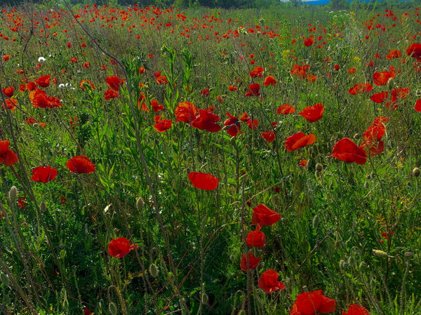 Image of 081 Poppy Field