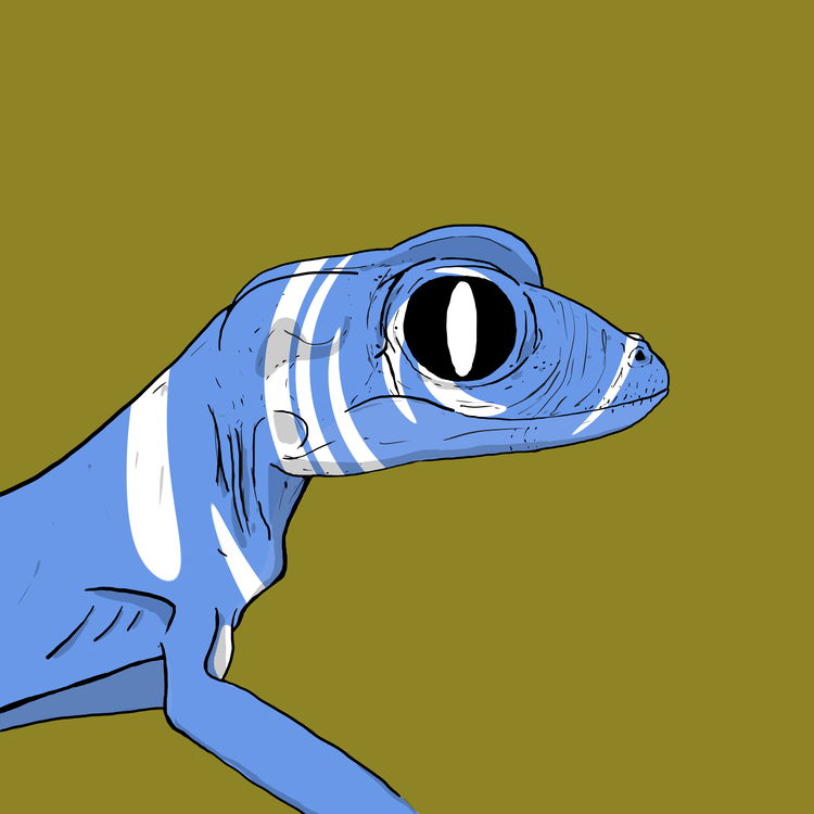 Image of Geko 0009