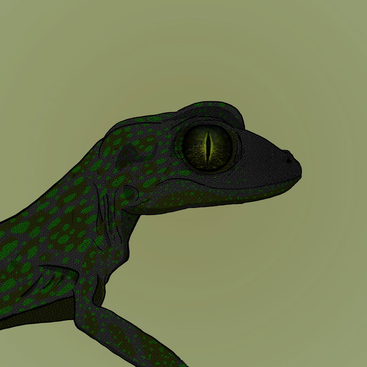 Image of Geko 0045