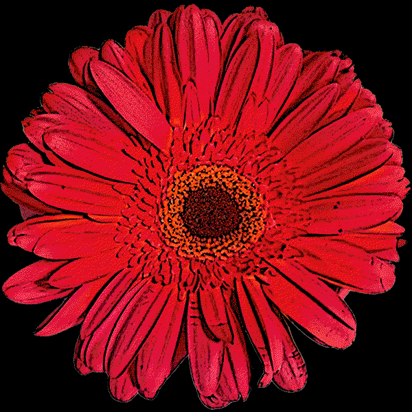 Image of Gerber Daisy