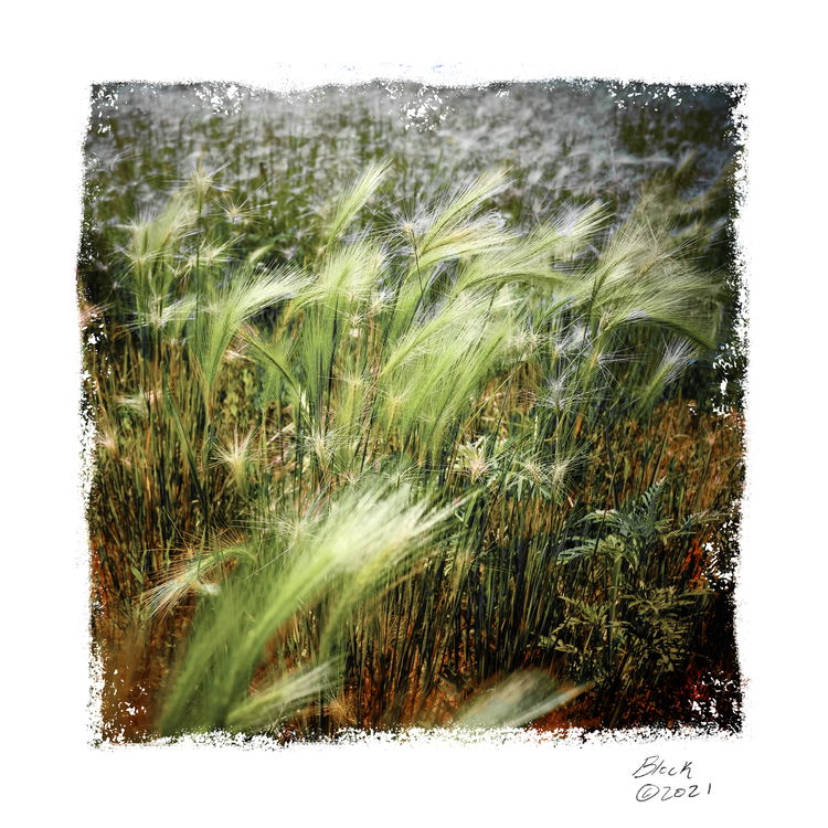 Image of Fuzzy Field (Hand Painted #3)