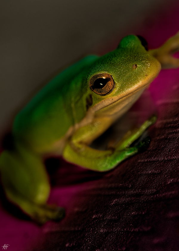 An image of Froggies' Frog