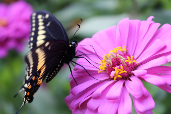 An image of Black Swallowtail