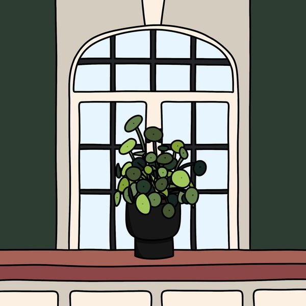 An image of Algo House Plant #0020