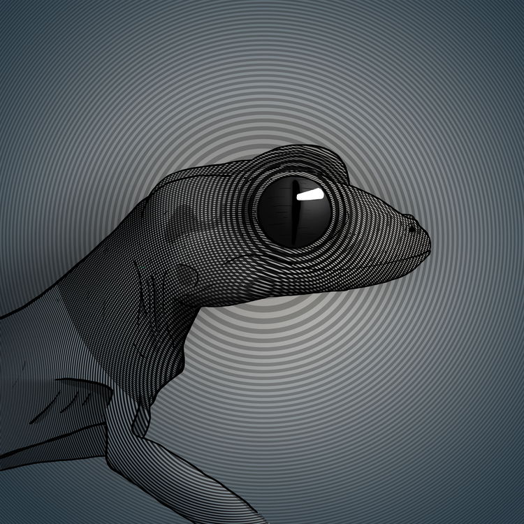 Image of Geko 0151