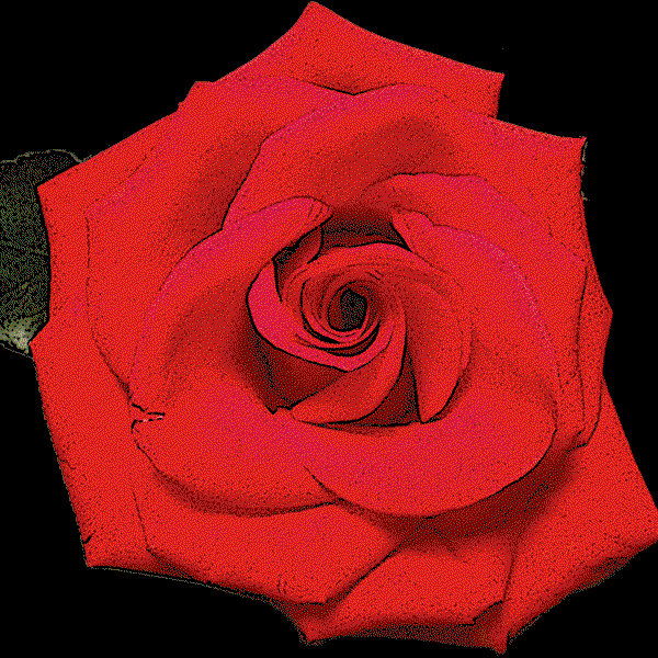 Image of Rose