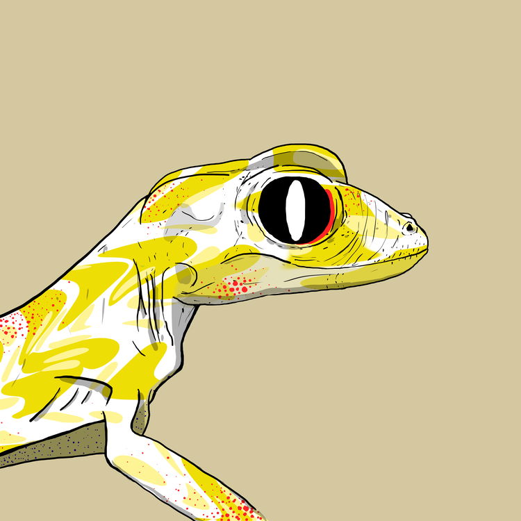 Image of Geko 0048