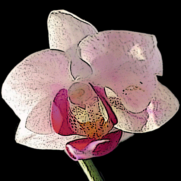 Image of Orchid