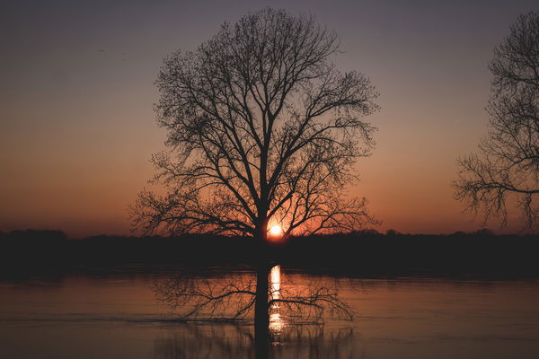 Image of Series 1 Sun in tree