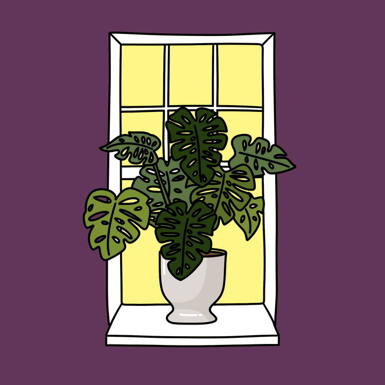 Image of Algo House Plant #0014