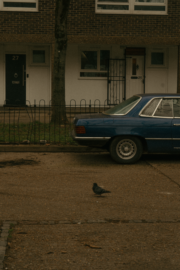 Image of A Pigeon & A Car