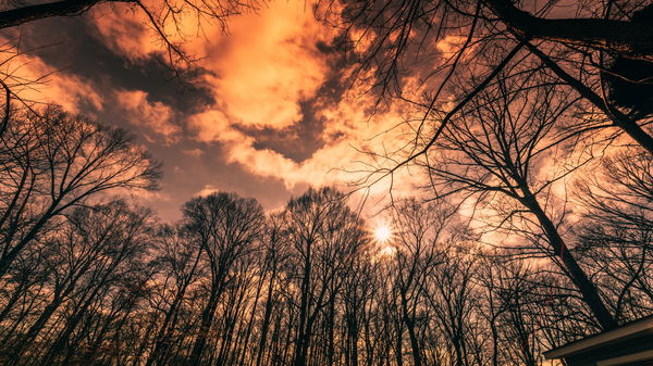 An image of Cloudlapse Treetops Companion