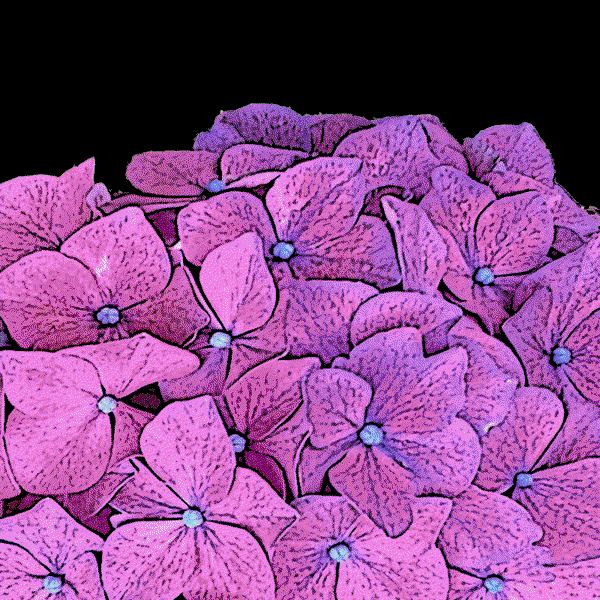 Image of Hydrangea